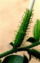  Calyx